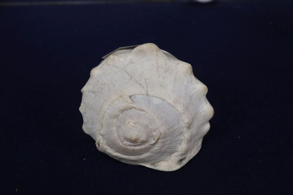 A 19th century New Caledonie carved pearl nautilus shell, a tiger nautilus shell and an Italian cameo cowrie shell (3)